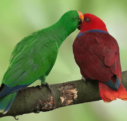 los loros eclectus son de distintos colores el macho y la hembra, cotorra argentina como saber si es macho o hembra, razas de loros macho o hembra