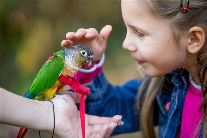 loros como mascota, cuales son los mejores loros mascota, loros para niños, loros y niños