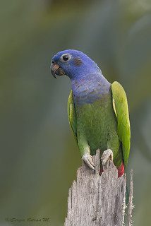 los loros pionus son loros muy tranquilos, loros tranquilos, loros domésticos