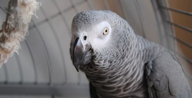 por que pueden hablar los loros? ¿Por que hablan los loros?