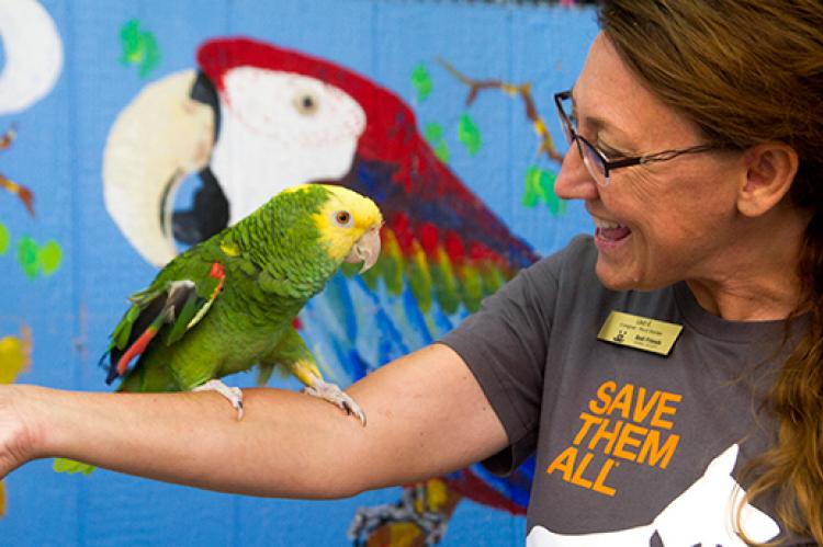 es mejor adoptar un loro o comprar un loro?