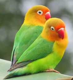 agapornis habladores - agaporni hablador, inseparables cantando, inseparables hablando