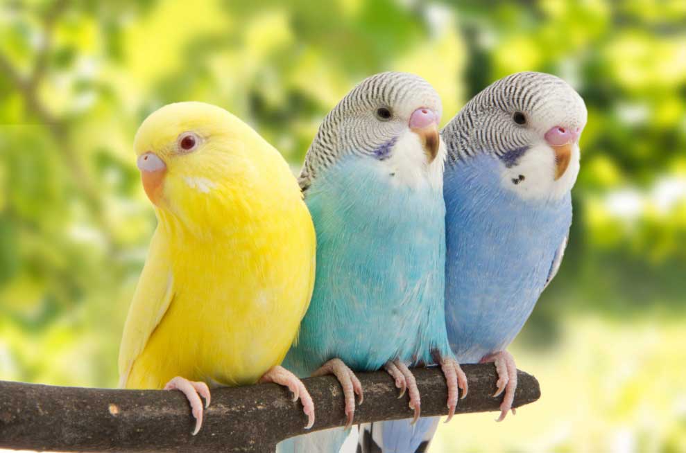 cantos de periquitos, cantos de los periquitos, sonidos de periquitos, cantos de pericos, los periquitos cantan