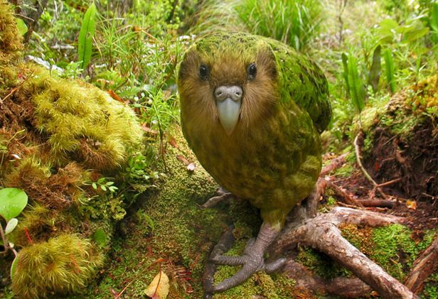 especies de loros en vias de extincion, cuales loros estan en peligro de extincion
