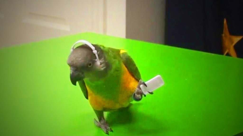 por que los loros bailan, como bailan los loros