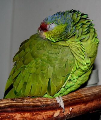 como dormir un loro, en que postura duermen los loros, a que horar duerme un loro