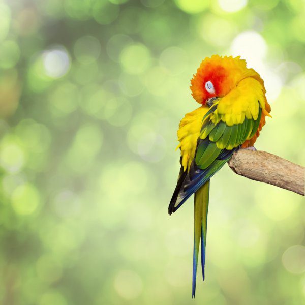 cuanto tiempo debe dormir un loro, como duerme un loro, a que hora duerme un loro