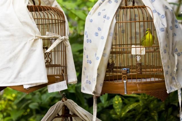 se debe cubrir la jaula del loro con una manta, debo cubrir la jaula del loro, hay que tapar a los periquitos para dormir?