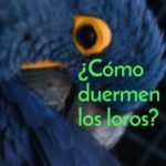 como duermen los loros, cuando duermen los loros, cuanto duermen los loros