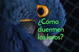 como duermen los loros, cuando duermen los loros, cuanto duermen los loros