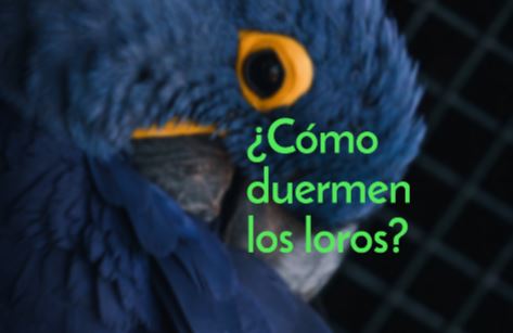 como duermen los loros, cuando duermen los loros, cuanto duermen los loros