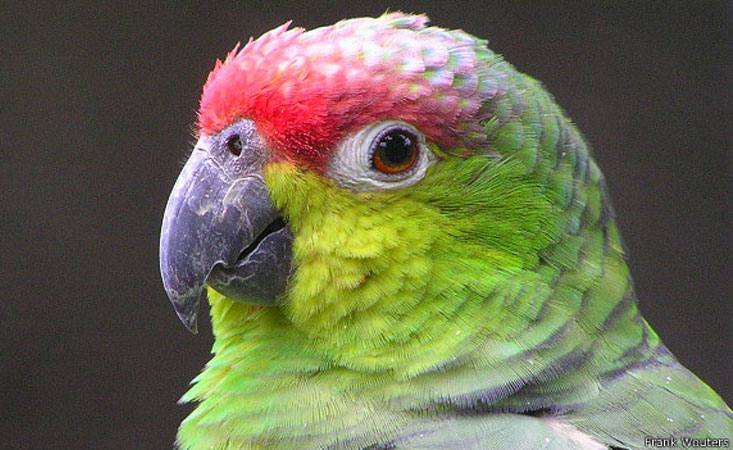 razas de loros en peligro de extincion, cuales loros estan en vias de extincion