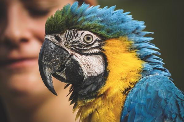 por que los loros inflan sus plumas, cuando una loro hincha sus plumas?