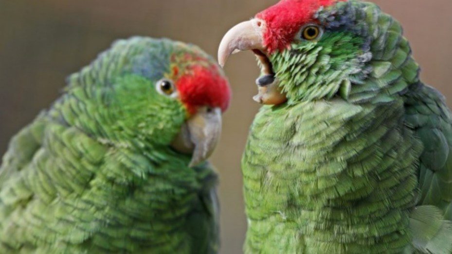 ¿Qué significa cuando un loro se esponja?