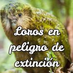 loros en peligro de extinción, loros peligro de extinción, loros en via de extincion