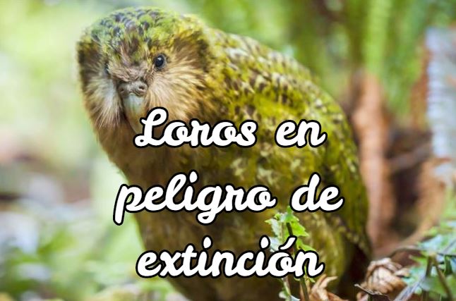 loros en peligro de extinción, loros peligro de extinción, loros en via de extincion