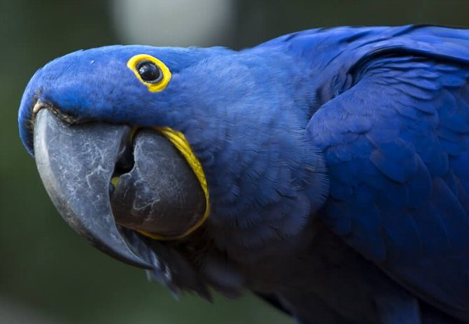 tipos de loros en peligro de extincion