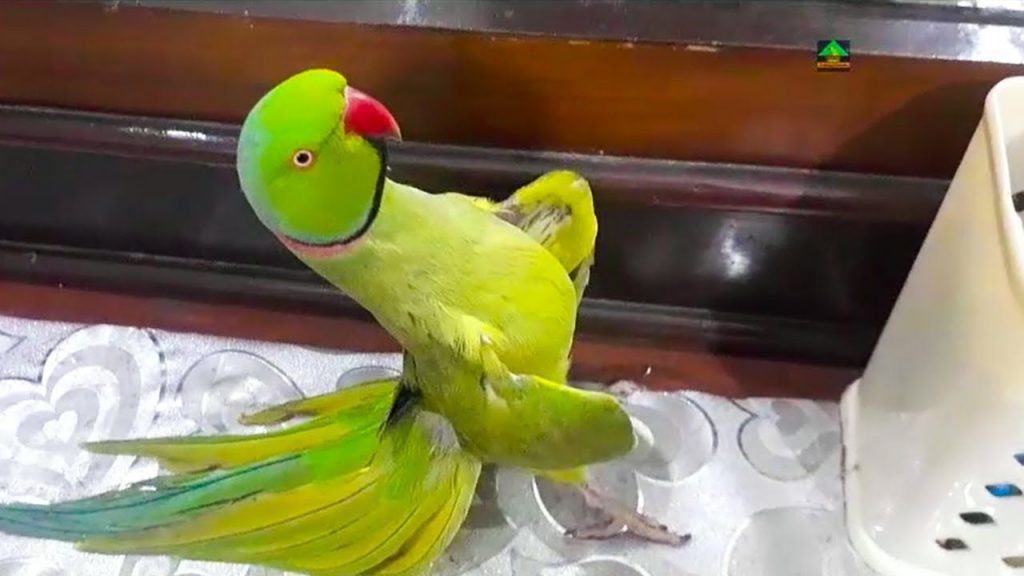 loro bailando, loros bailando, como enseñar a bailar a un loro