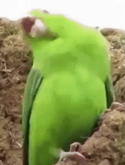 loro bailando, por que baila un loro