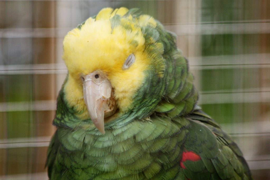 loro con plumas esponjadas, loro con plumas hinchadas, loro plumas infladas