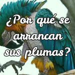 ¿que es el picaje?, por que tu loro se arranca sus plumas, por que los loros se arrancan las plumas, por que los loros se despluman