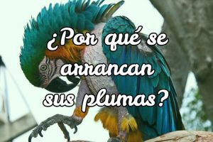 ¿que es el picaje?, por que tu loro se arranca sus plumas, por que los loros se arrancan las plumas, por que los loros se despluman