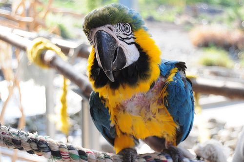 por que mi loro se arranca las plumas, mi loro yaco se arranca las plumas, imagenes de loros sin plumas