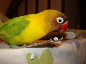 que hacer para que mi loro no vomite, como hago para que mi loro no regurgite, mi loro vomita una baba