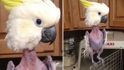 ninfa se arranca las plumas, agaporni se arranca las plumas, por que? imagenes de loros sin plumas