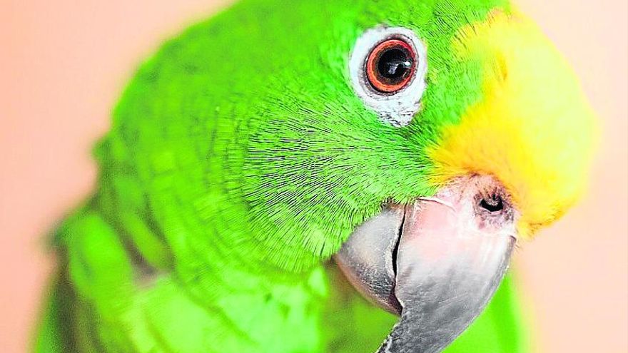 por que mi loro vomita, por que mi loro regurgita