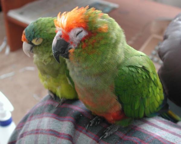 cuando un loro eriza su plumaje, por que los loros se erizan