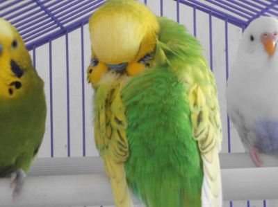 loro con plumas erizadas, loro con plumas hinchadas, loro esponjado