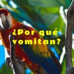 por que vomitan los loros, por que regurgitan los loros, causas de la regurgitacion y vomito de loros