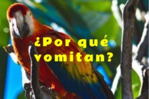 por que vomitan los loros, por que regurgitan los loros, causas de la regurgitacion y vomito de loros