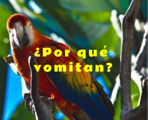 por que vomitan los loros, por que regurgitan los loros, causas de la regurgitacion y vomito de loros