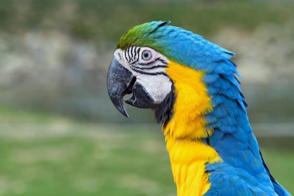 cuales son los depredadores de los loros, quien come loros, el hombre come loros