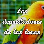 quien come loros, que animal come loros, depredadores de loros