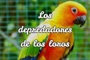 quien come loros, que animal come loros, depredadores de loros