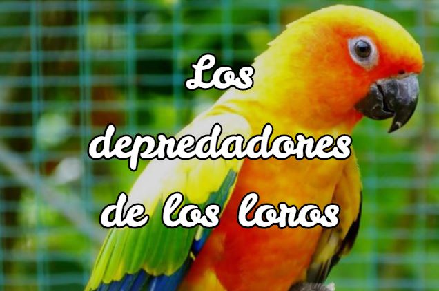 quien come loros, que animal come loros, depredadores de loros