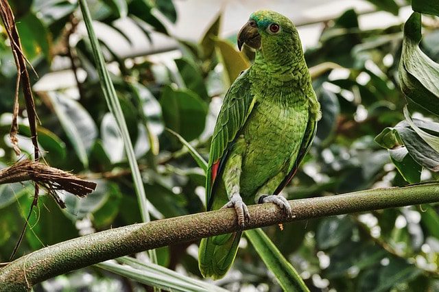 quienes se comen a los loros, cual es el depredador de loros