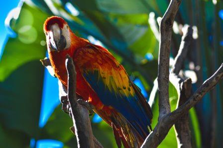 por que los loros vomitan, causa del vomito en loros