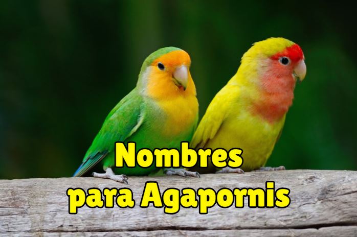 nombres para agapornis, nombres para inseparables, nombres bonitos y originales para agapornis