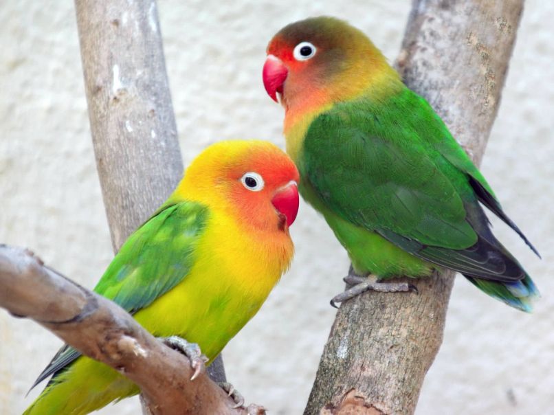 pareja de bellos agapornis fischeris amarillos con verde