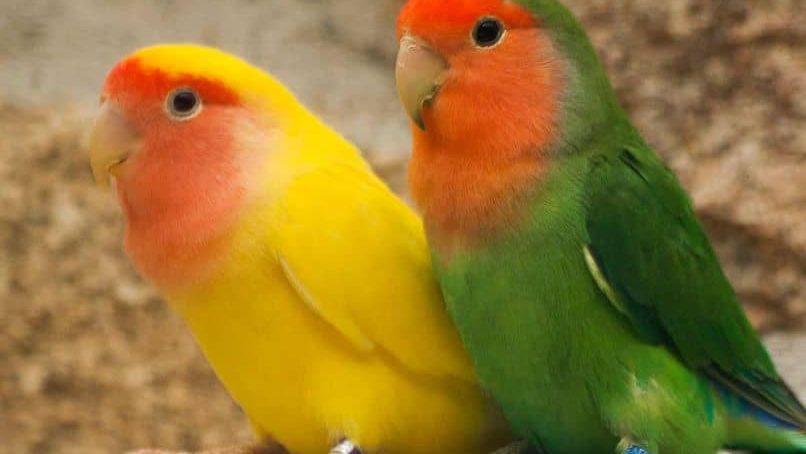 pareja de agapornis, cría de loros agapornis, cría de inseparables
