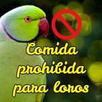 comida prohibida para loros, alimentos tóxicos para loros y cotorros psitácidas