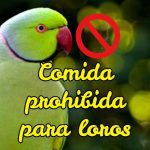 comida prohibida para loros, alimentos tóxicos para loros y cotorros psitácidas