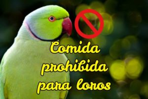 comida prohibida para loros, alimentos tóxicos para loros y cotorros psitácidas