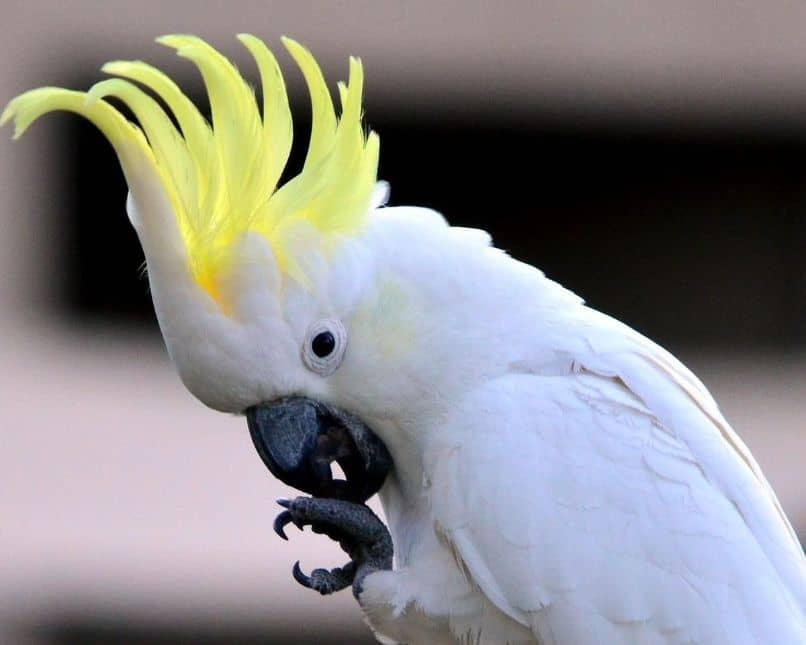 las características de las cacatúas