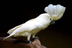 cacatúas, que son, como son las cacatúas, características de las cacatúas