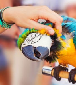 como hacer que tu loro confie en ti, como ganar la confianza de tu loro